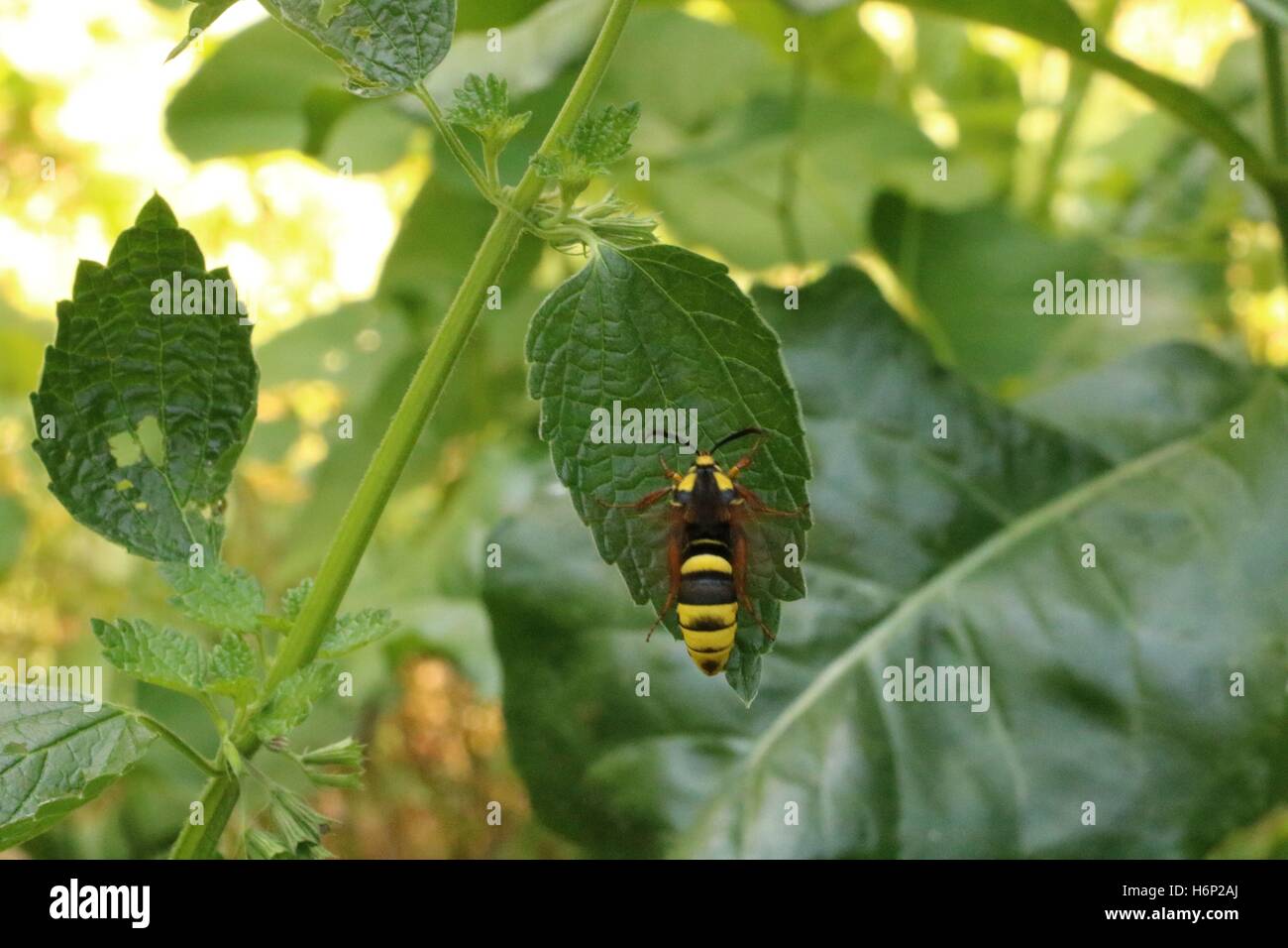 Giallo fly di insetto sulla foglia verde disponibili in alta risoluzione e di diverse dimensioni per adattarsi alle esigenze del vostro progetto Foto Stock