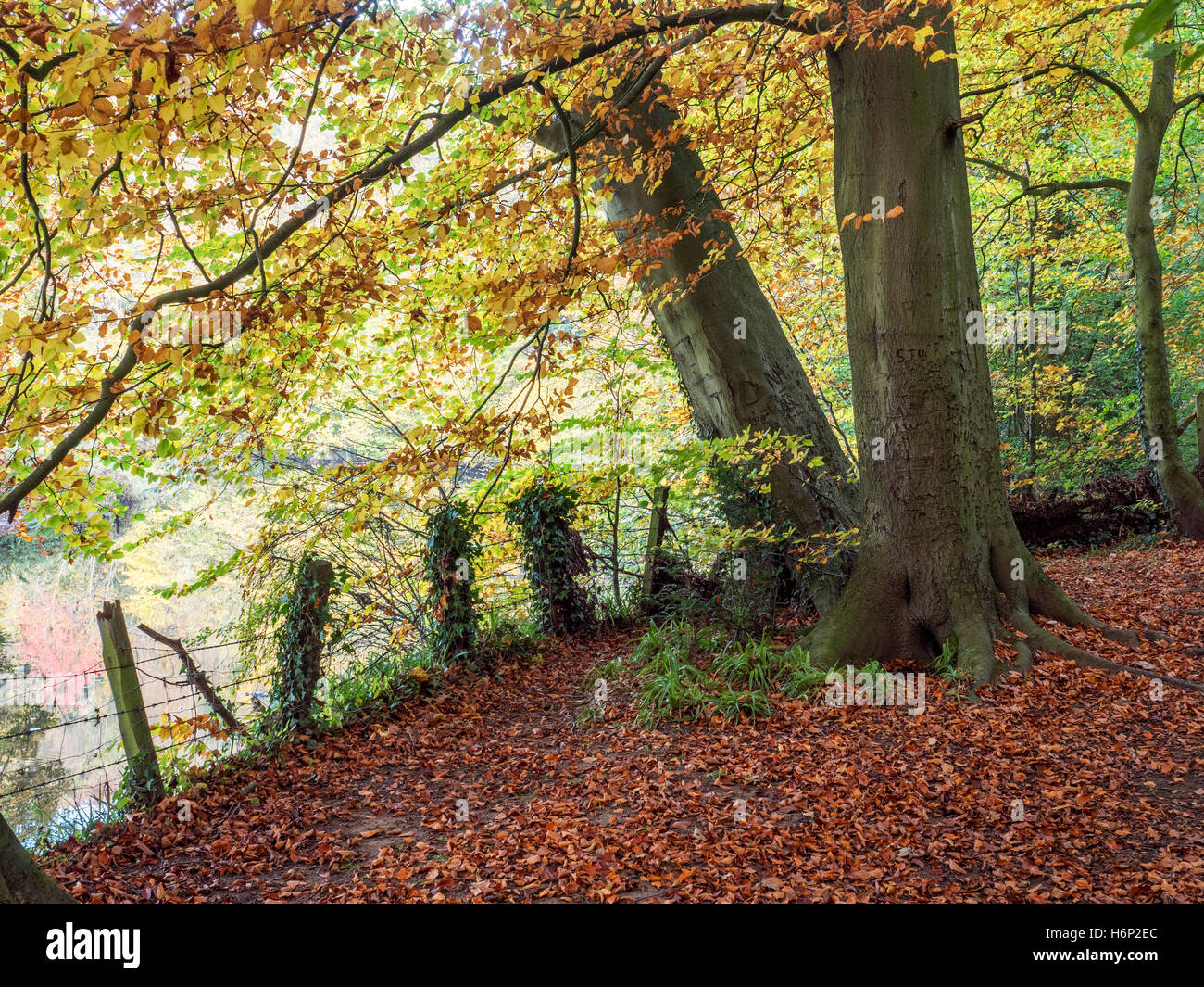 Autumn Tree in Nidd Gorge a Knaresborough North Yorkshire, Inghilterra Foto Stock