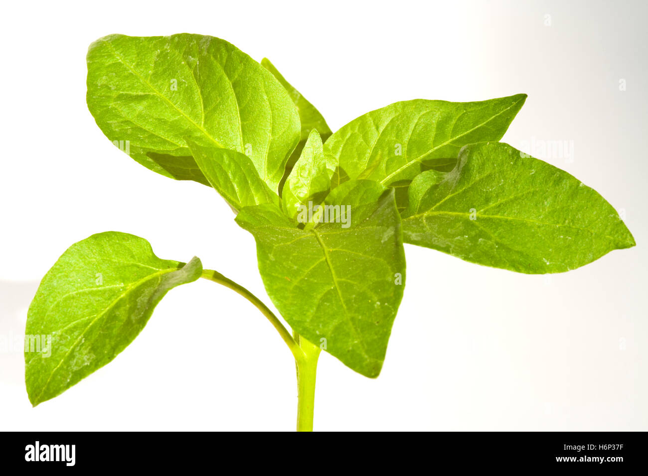 impianto di paprica Foto Stock