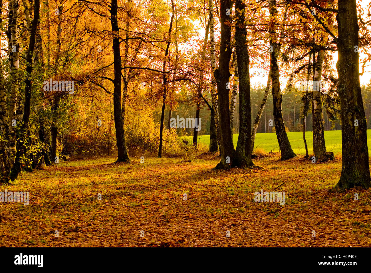 foreste di alberi Foto Stock