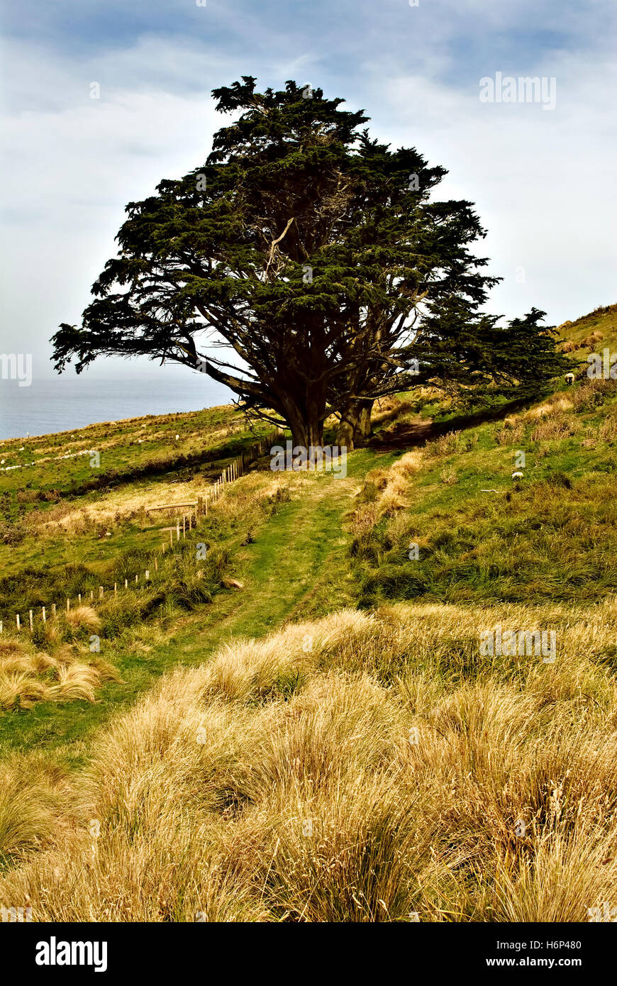 foreste di alberi Foto Stock