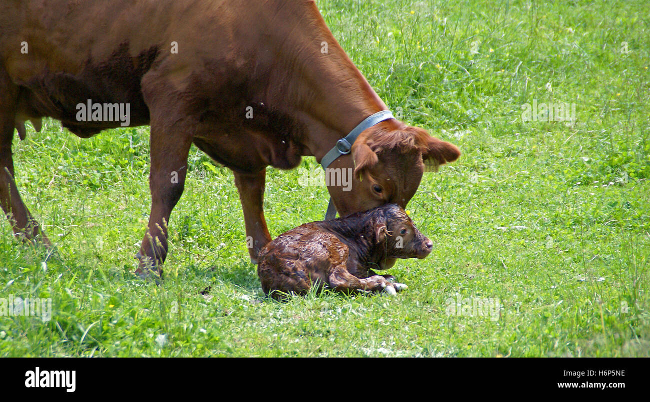 un vitello è Nato Foto Stock