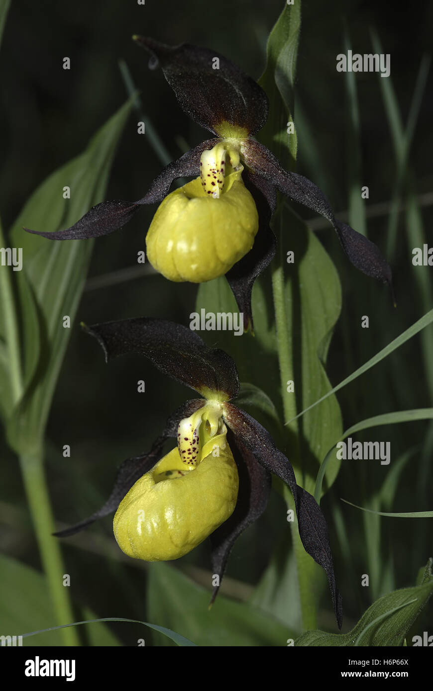 Pianella della Madonna orchid Foto Stock