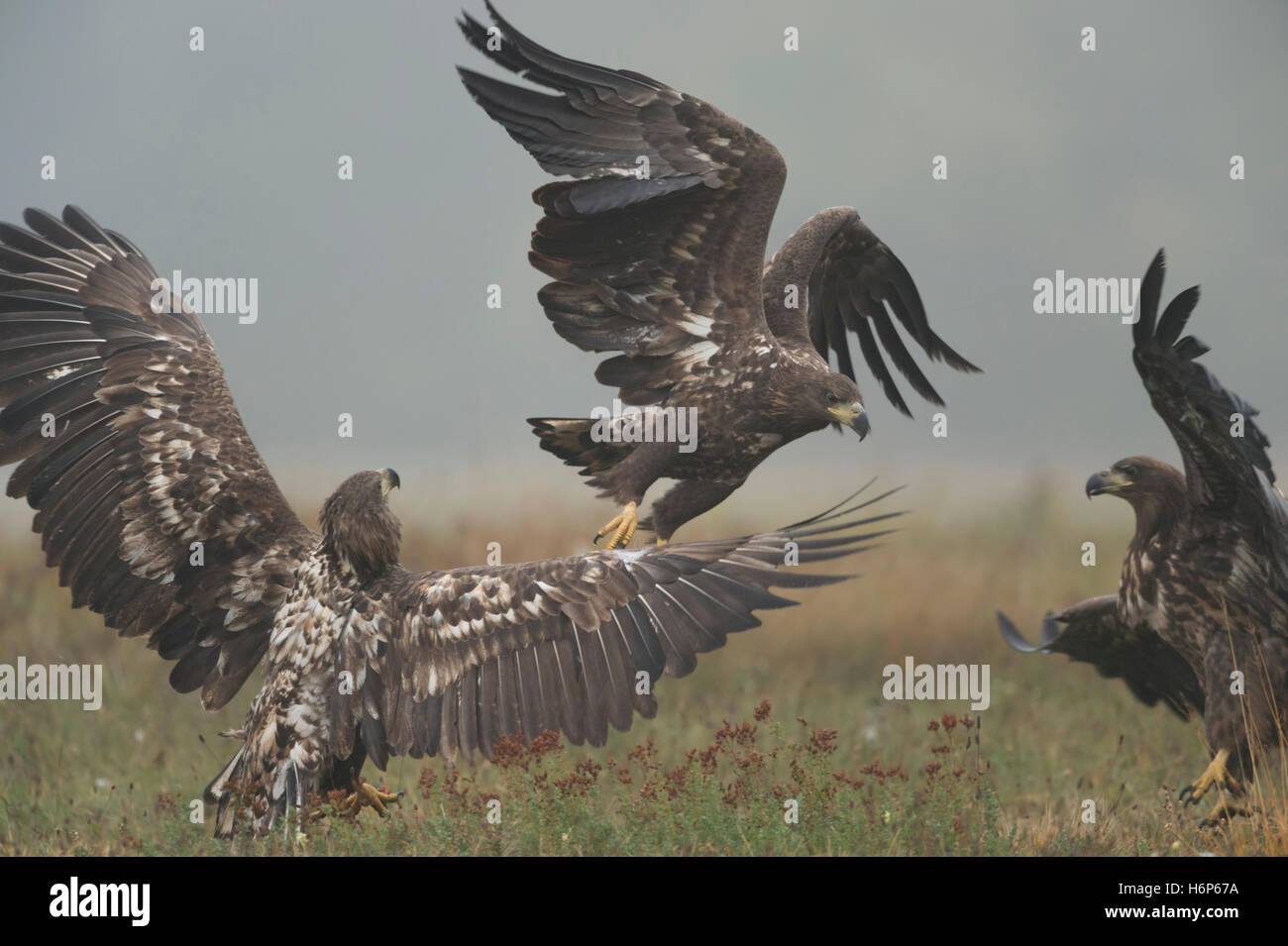 White-tailed Eagles / aquile di mare ( Haliaeetus albicilla ), immaturi, subadult, giovani, in lotta, combattimenti, mattina nebuloso, azione. Foto Stock