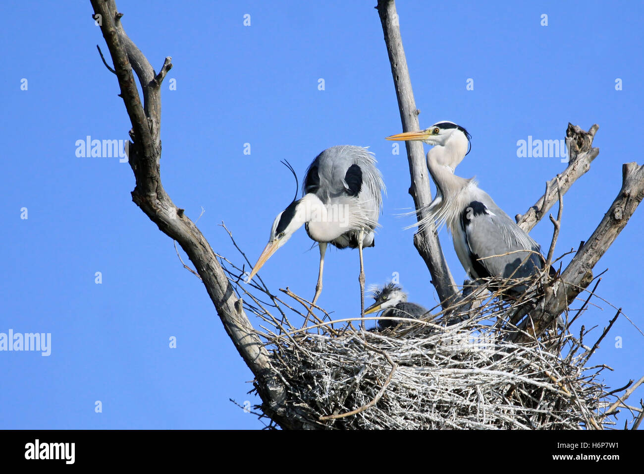 idillio familiare Foto Stock