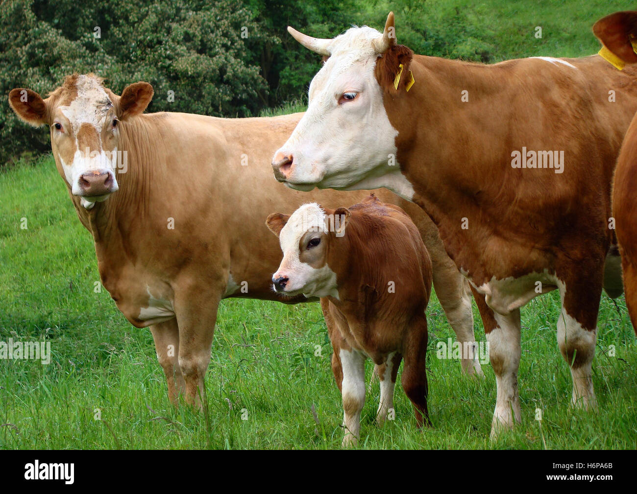 Vacche Foto Stock