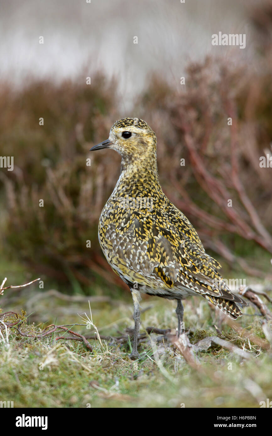 Golden Plover Pluvialis apricaria adulto su moorland prateria ruvida Foto Stock