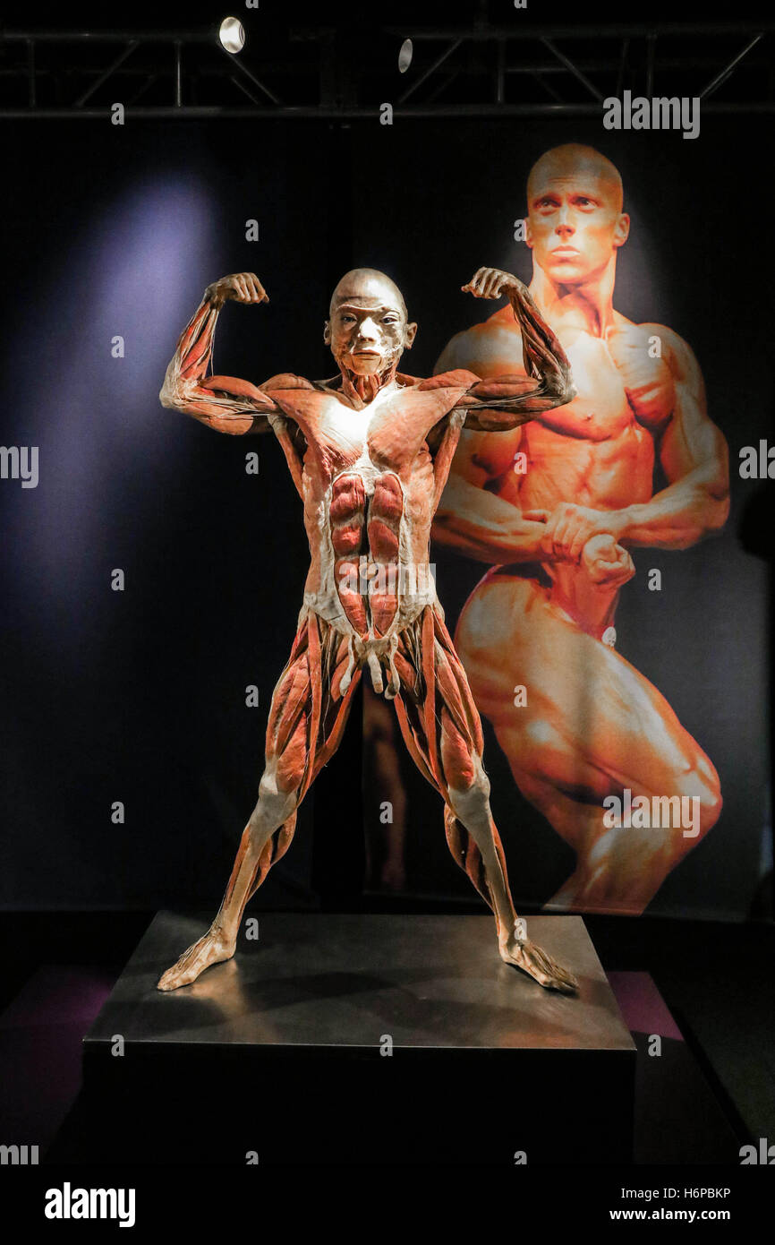 Real bodies discovery human body immagini e fotografie stock ad alta  risoluzione - Alamy