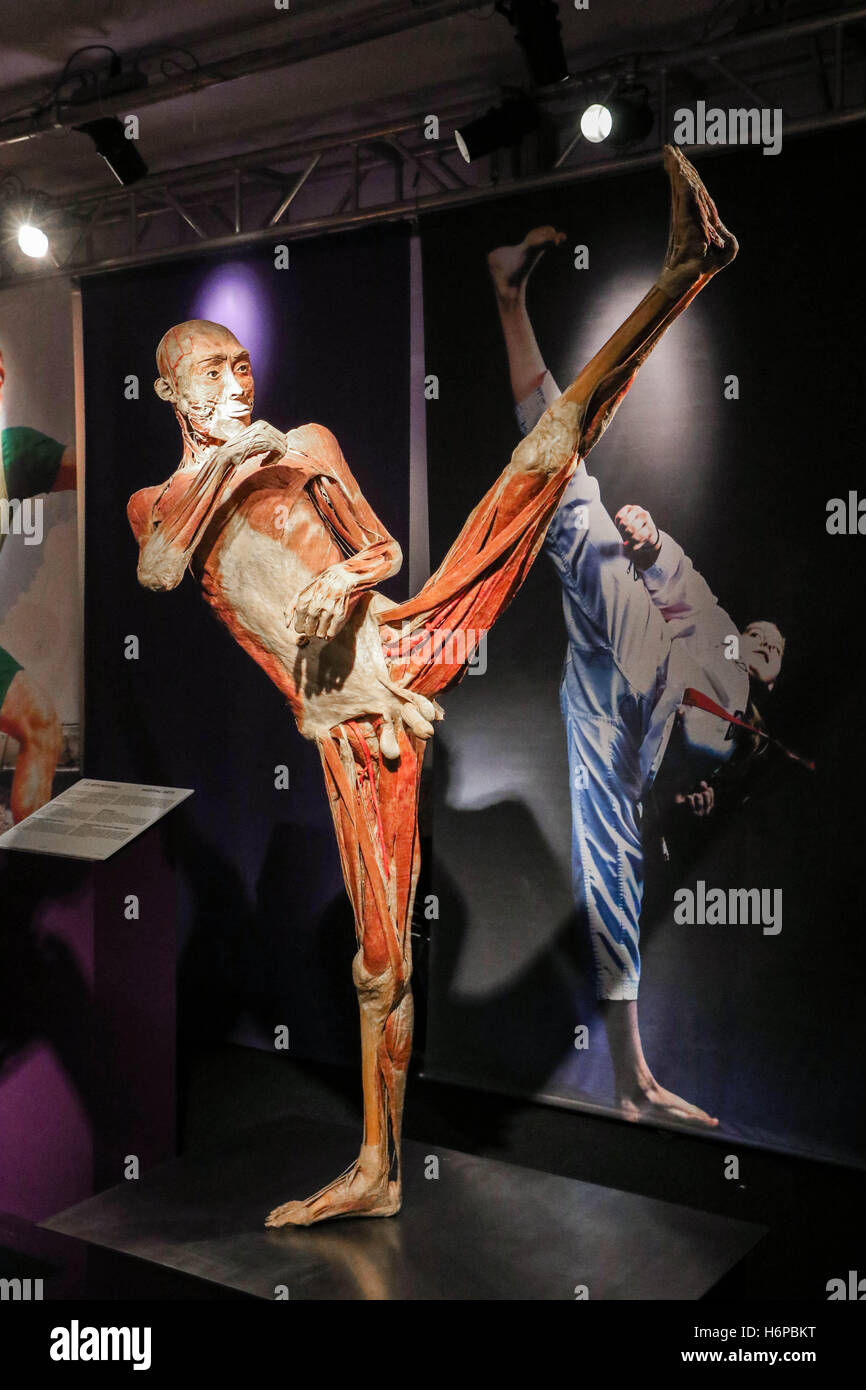 "Corpi reali' una scoperta del corpo umano mostra a Milano con: atmosfera Dove: Milano, Italia Quando: 30 set 2016 Credit: IPA/WENN.com * * disponibile solo per la pubblicazione in UK, USA, Germania, Austria, Svizzera** Foto Stock