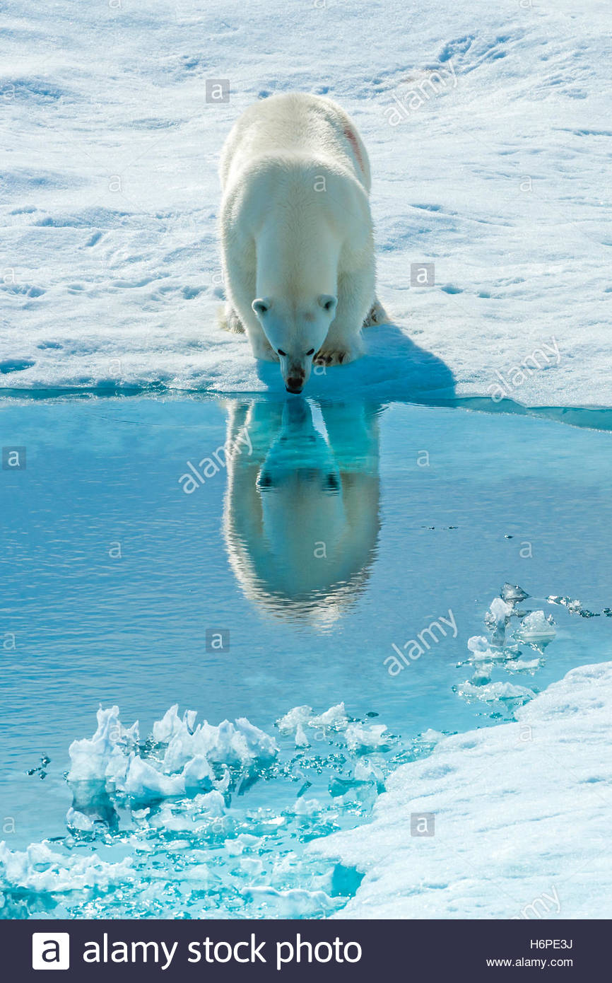 Un orso polare (Ursus maritimus) si ferma a guardare la sua riflessione in acqua di mare. Foto Stock