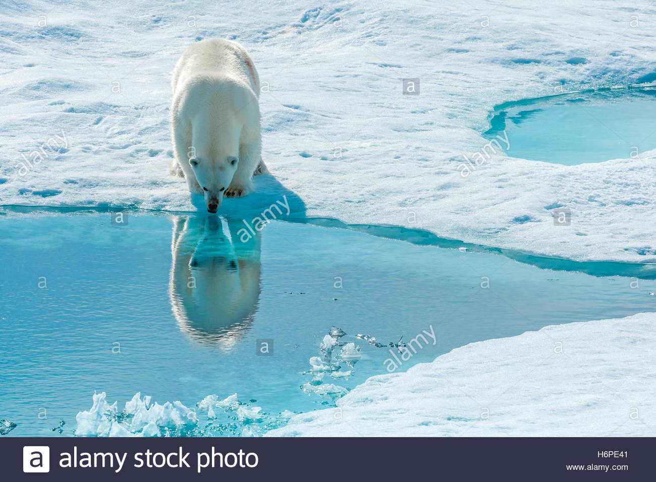 Un orso polare (Ursus maritimus) si ferma a guardare la sua riflessione nel mare Artico acqua. Foto Stock