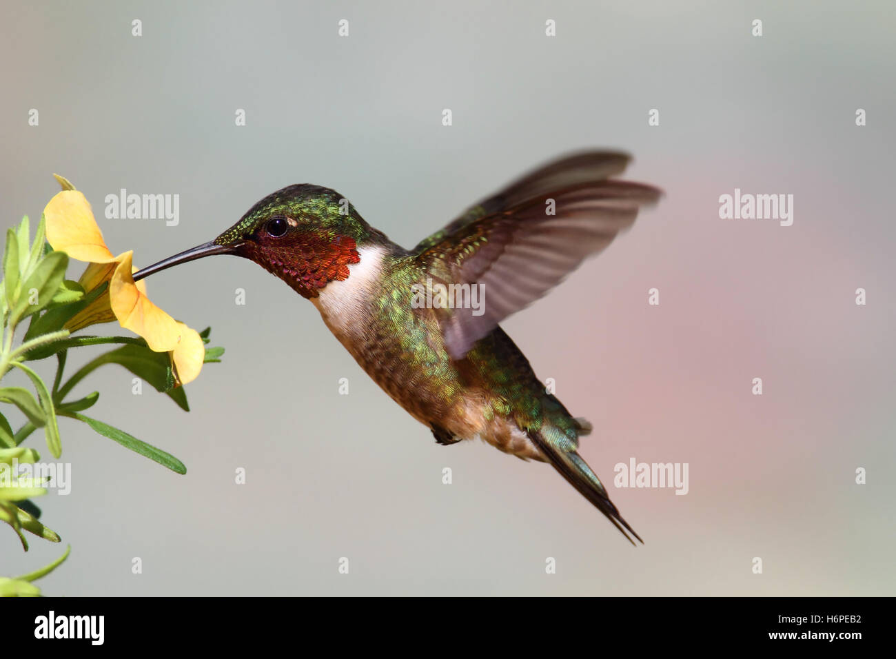 Piante e fiori uccelli selvatici selvatici hummingbird animale di natura uccelli fiore pianta della fauna selvatica maschile maschio ala degli uccelli selvatici Foto Stock