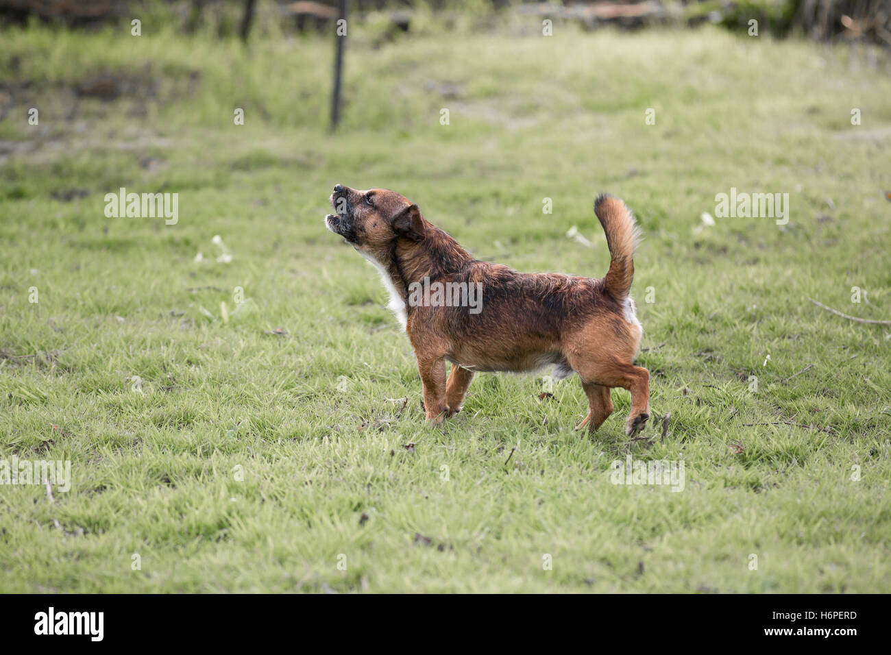 Border terrier cross cane che abbaia e ululati Foto Stock