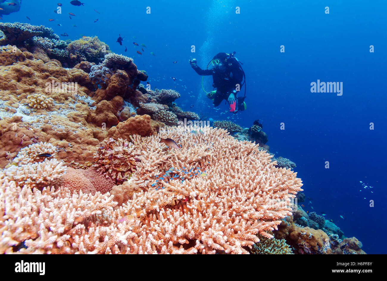 Paesaggio sottomarino con pietra horn coralli e subacquei, Maldive Foto Stock