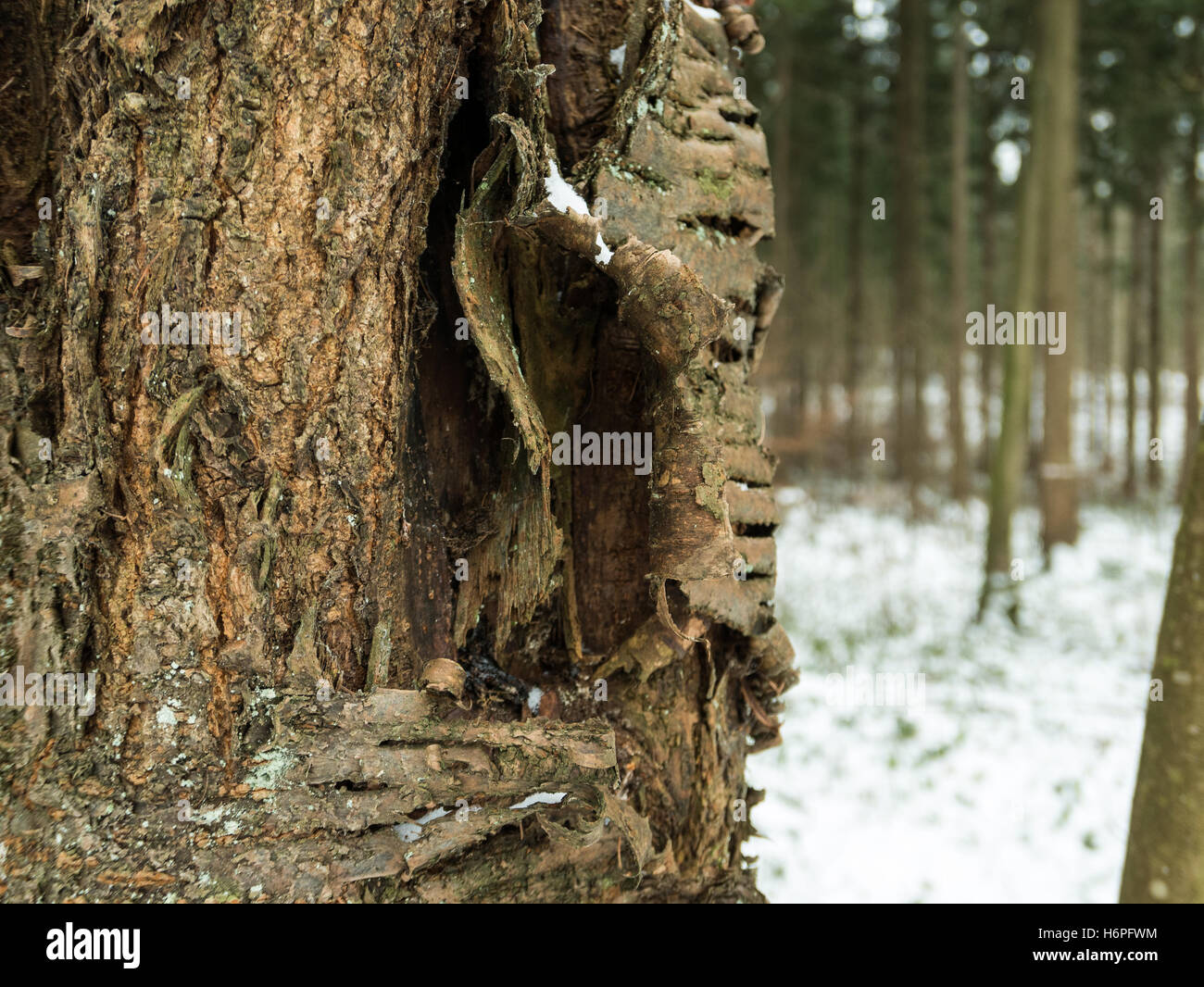 Corteccia di albero con una foresta in background Foto Stock