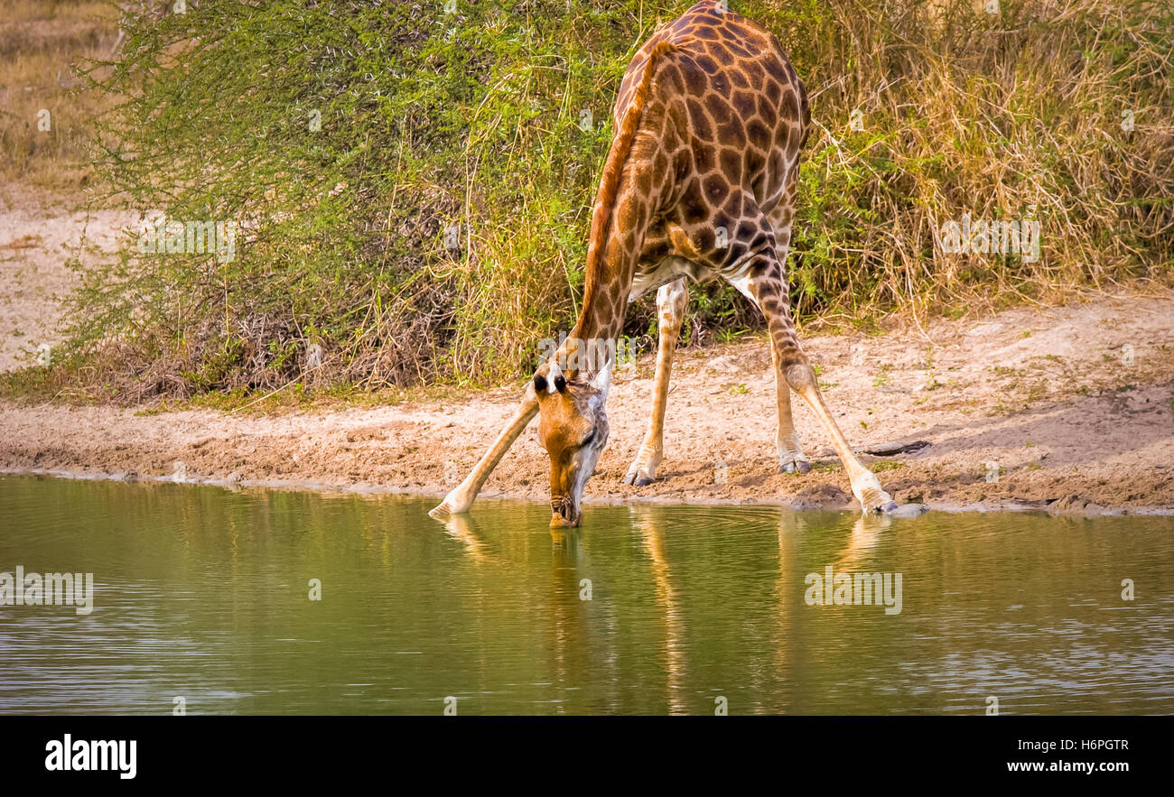 Giraffe bere, visto su safari, Lion Sands riserva naturale, sabi sands Game Reserve, skukuza, Kruger Park, Sud Africa (RSA) Foto Stock