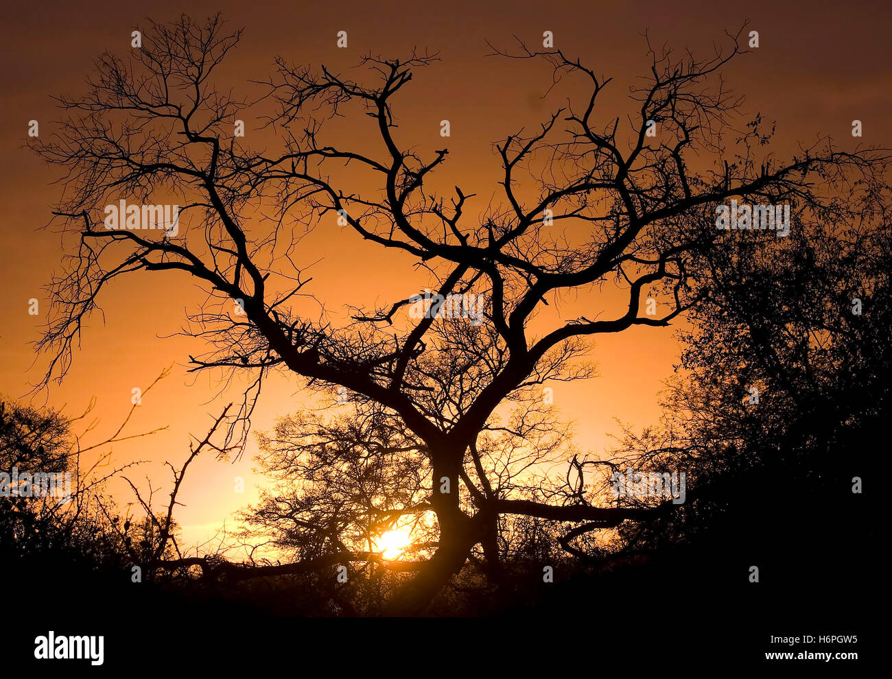 Albero al tramonto, su Safari in Lion Sands riserva naturale, sabi sand Game Reserve, skukuza, Kruger Park Foto Stock