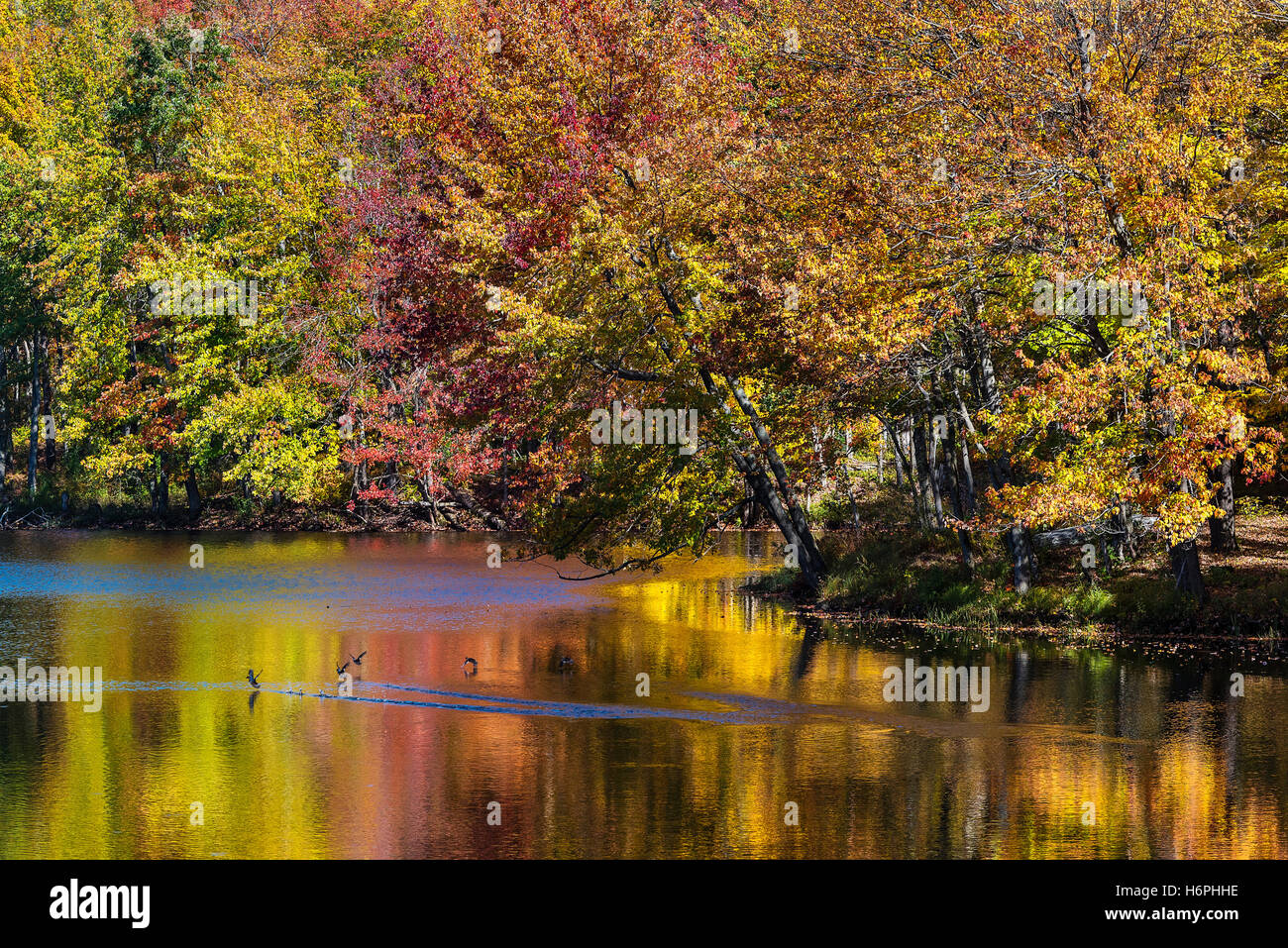 Scenic autunno stagno in Adirondack State Park, New York, Stati Uniti d'America. Foto Stock