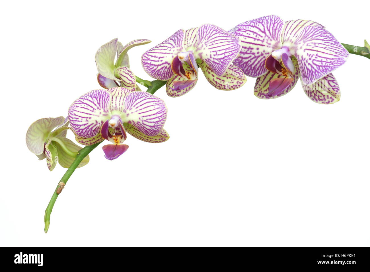 Ramo di orchidea fiori immagini e fotografie stock ad alta risoluzione -  Alamy