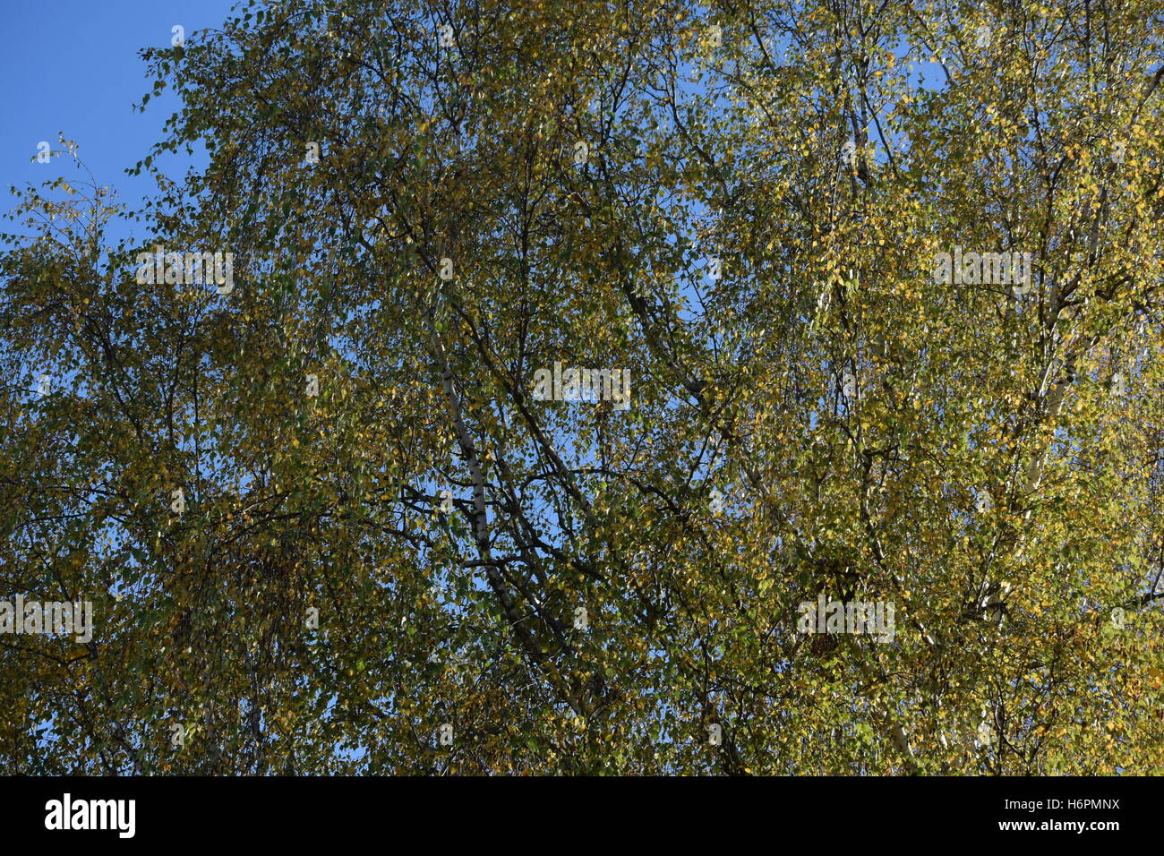Albero con foglie di autunno Foto Stock
