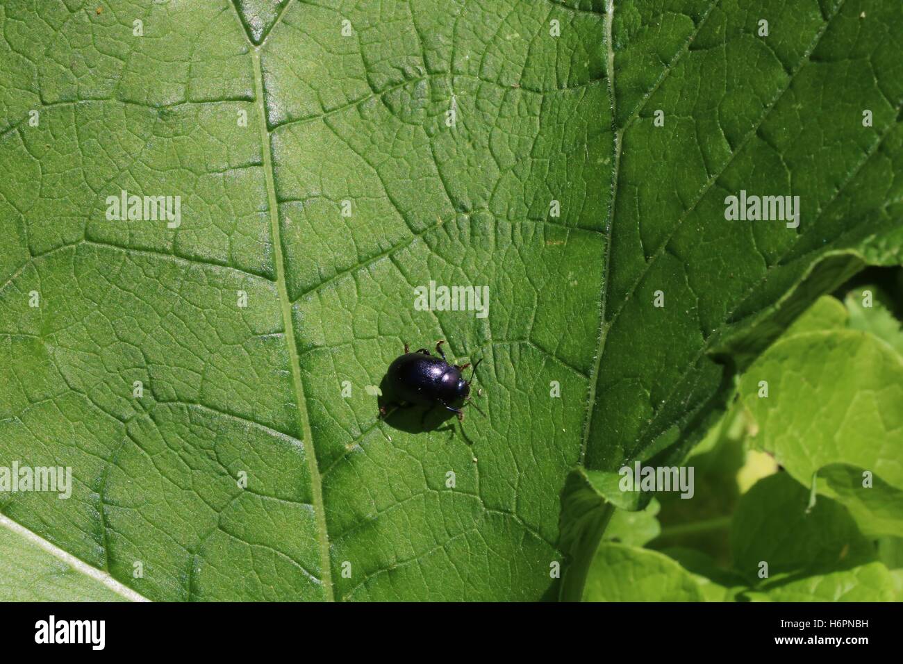 Carino piccolo bug di nero sulla foglia verde disponibili in alta risoluzione e di diverse dimensioni per adattarsi alle esigenze del vostro progetto Foto Stock