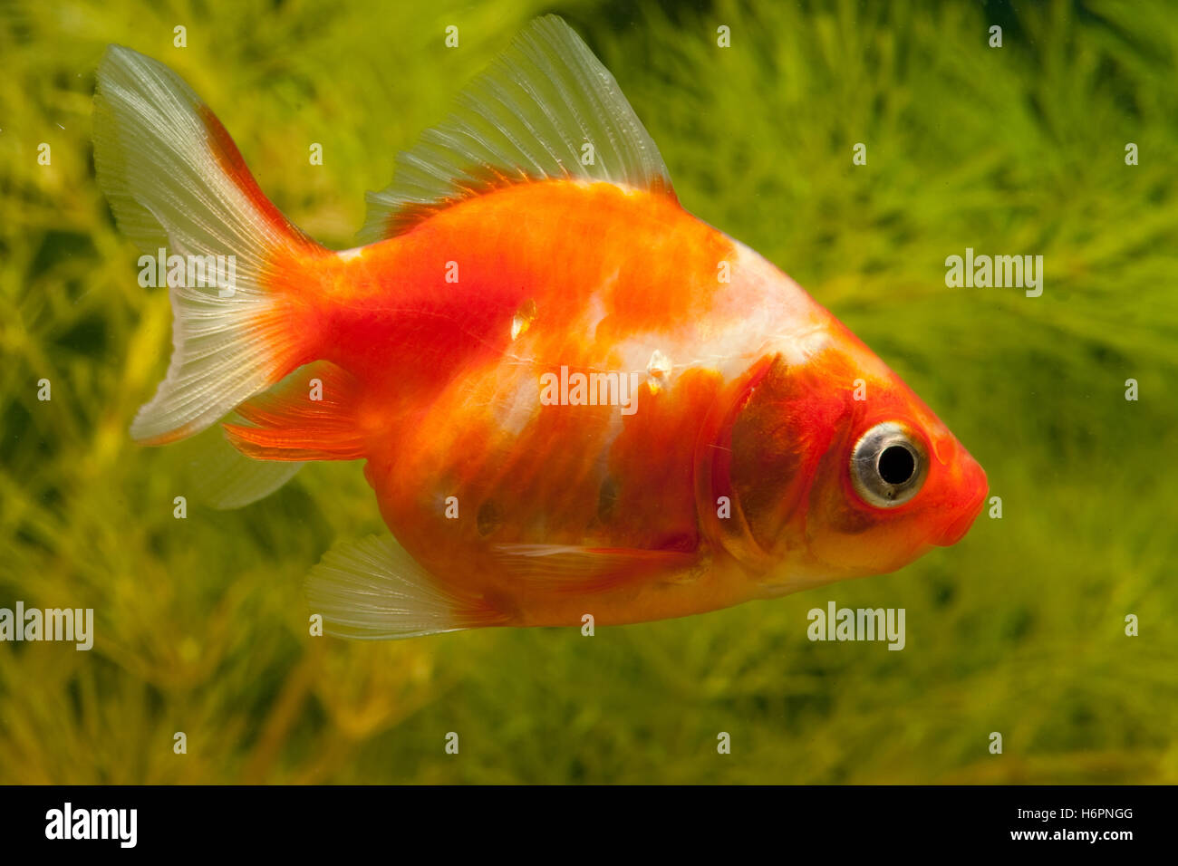 Goldfish carp (Cyprinidae) Foto Stock