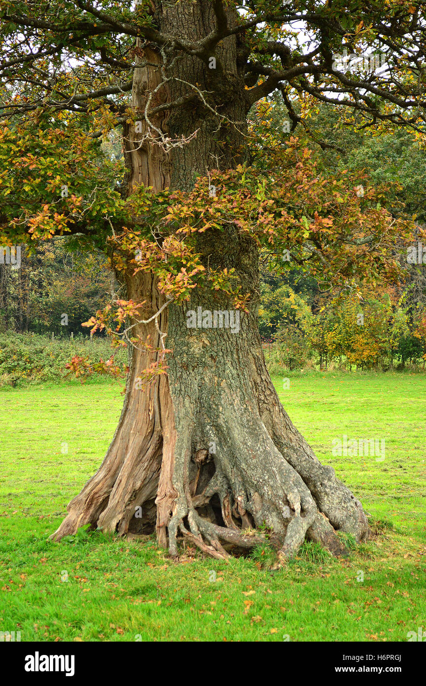 Knarled radici di un vecchio inglese quercia, Filham Park, vicino Ivybridge, Sud prosciutti di Devon, Inghilterra Foto Stock