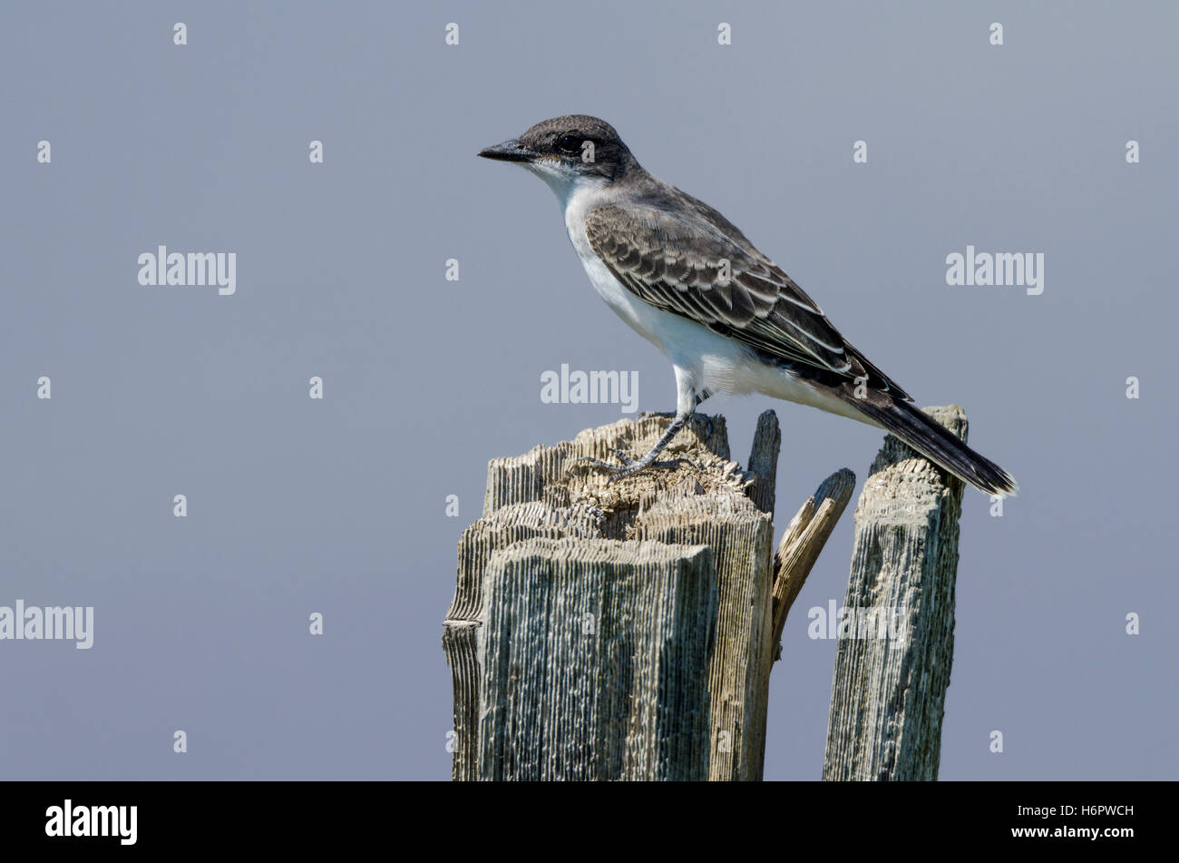 Kingbird orientale appollaiato su un vecchio palo da recinzione in Alberta praterie. Lo sfondo è un laghetto che riflette il latteo-blue sky. Foto Stock