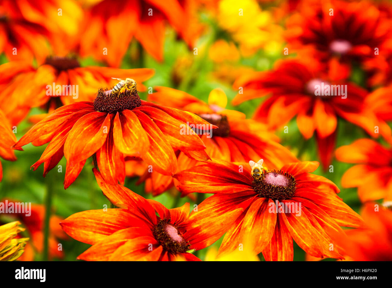 Impollinare le api vibranti rudbeckia coloratissimi fiori in un caldo giorno d'estate e di sole Foto Stock