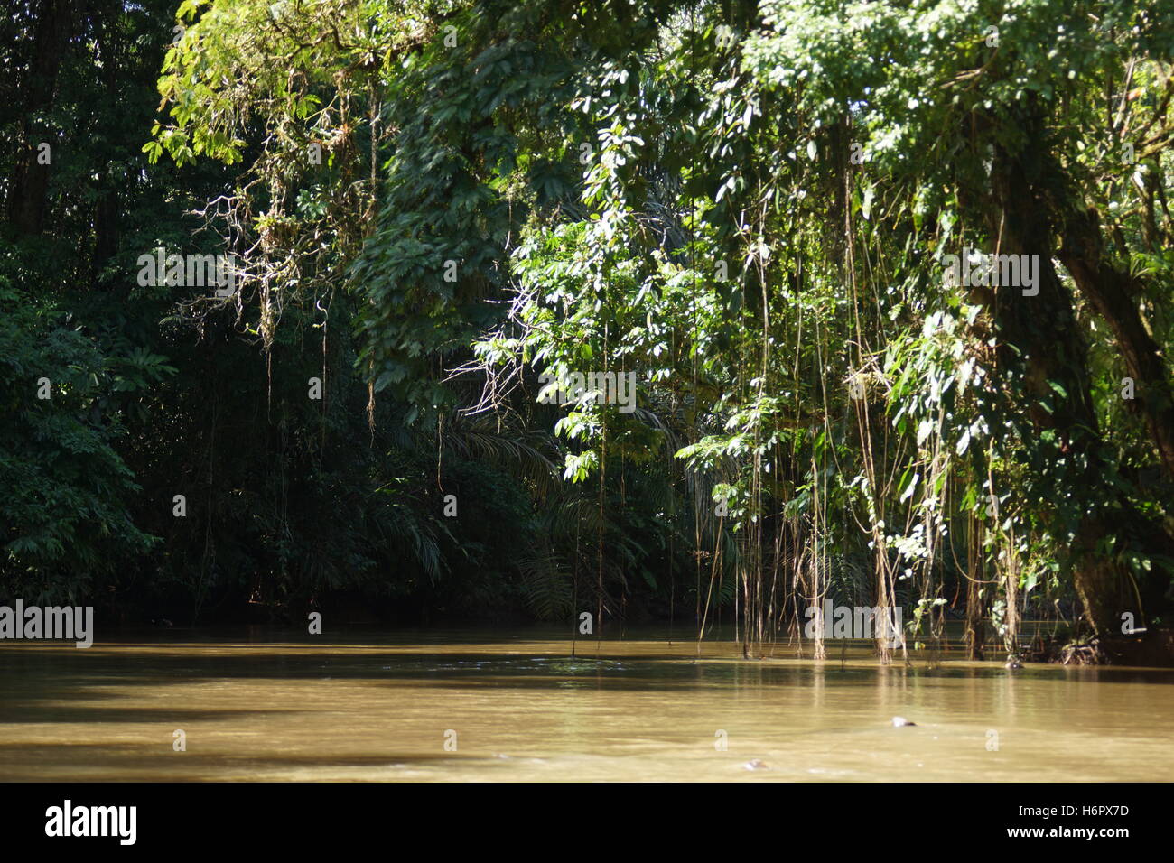 Tortuguero Canali, Costa Rica. Belle piante della giungla. Foto Stock