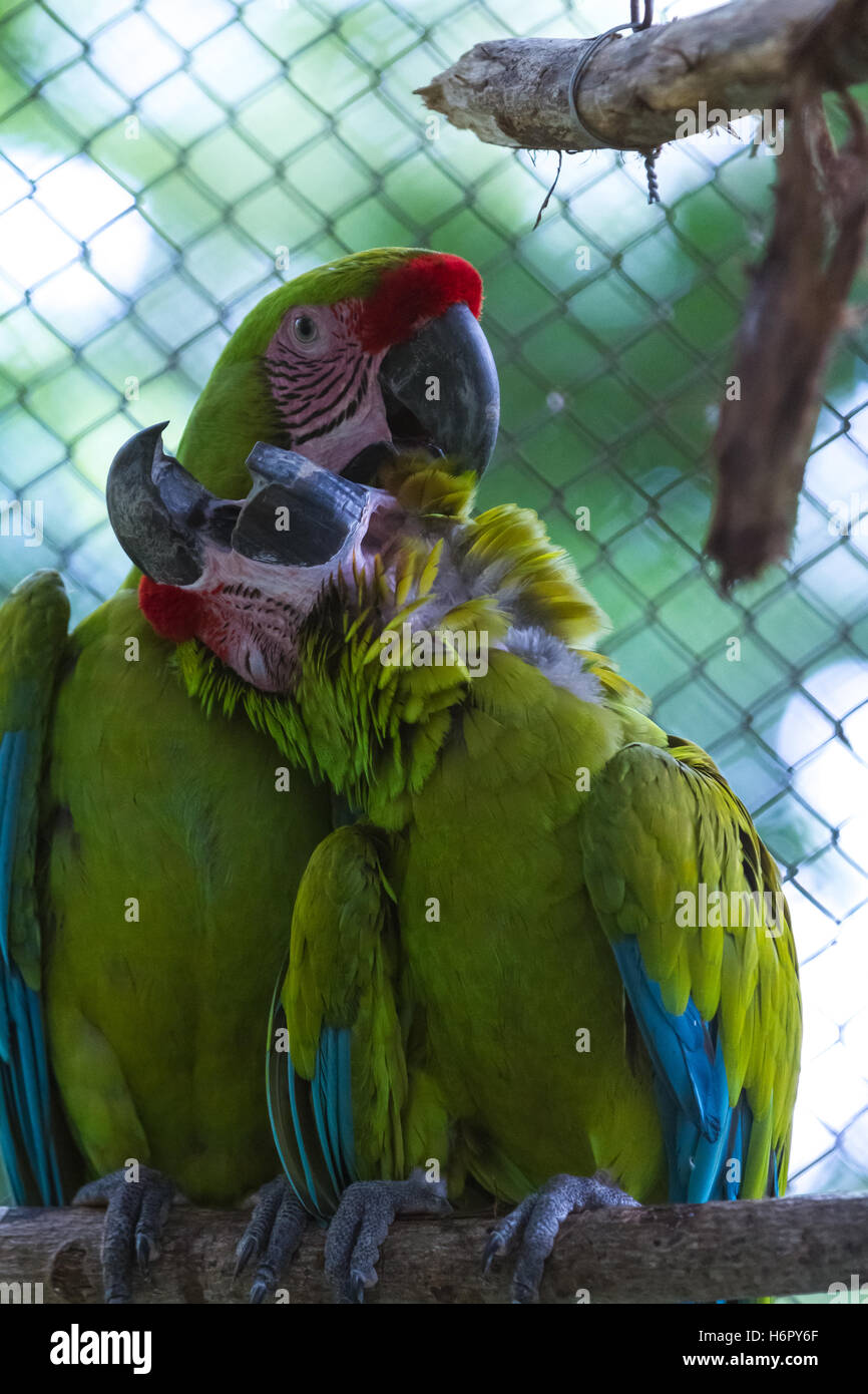Amorevole coppia di grande macaws verde in una gabbia per la riabilitazione e la ricerca in Costa Rica Foto Stock