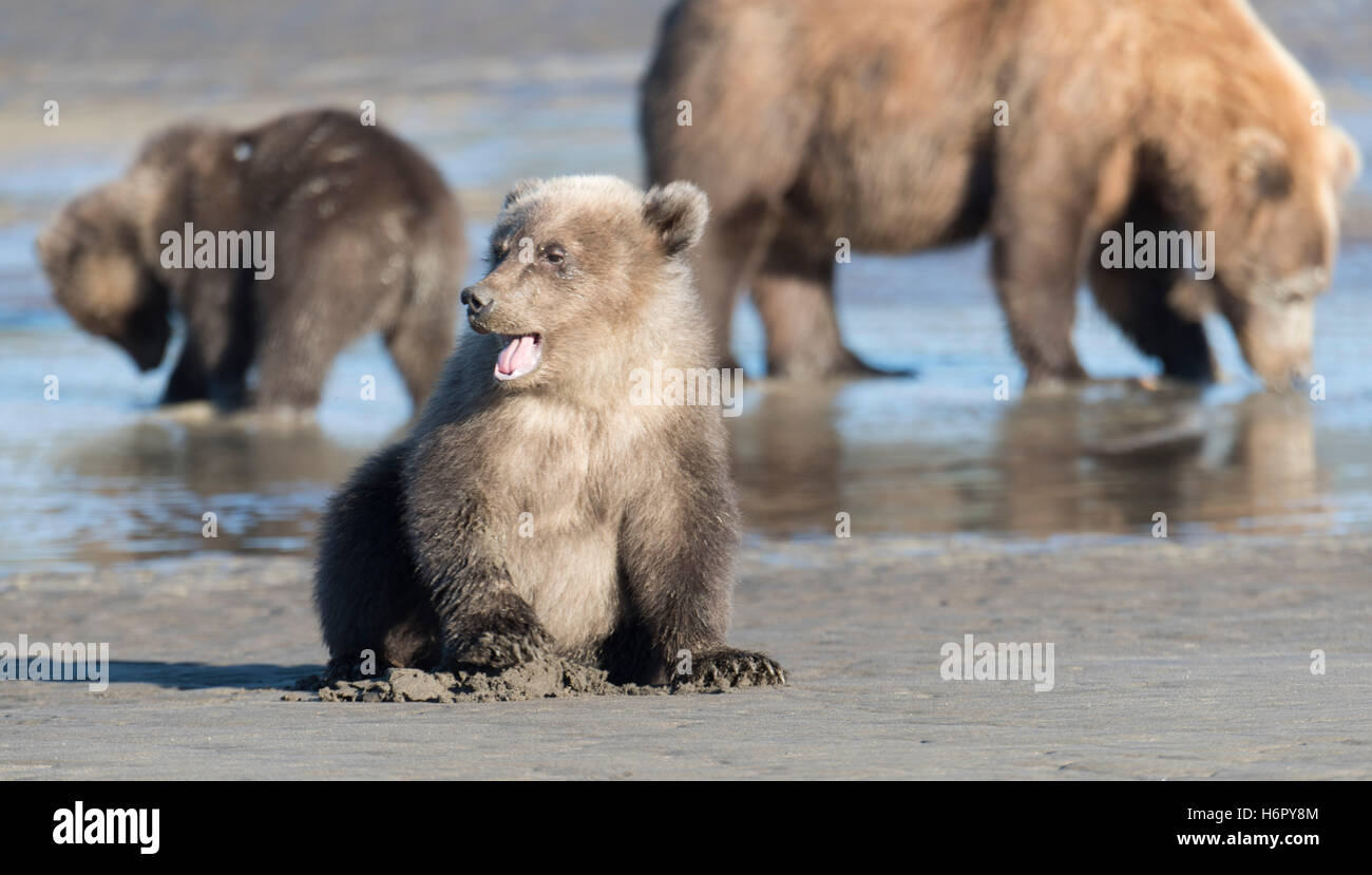 Coastal orso bruno in lago Clark National Preserve, Alaska Foto Stock