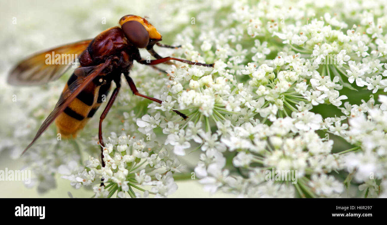 Volucella Foto Stock