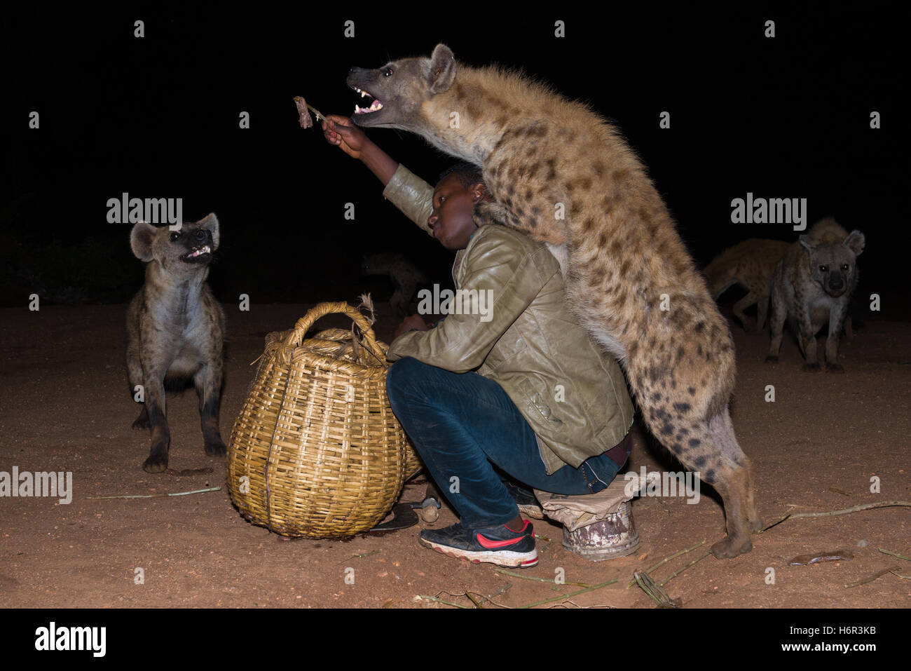 Figlio di Iena uomo selvatico alimentazione iene maculate (Crocuta crocuta) a mano, al di fuori delle mura di cinta della città di Harar, Etiopia Foto Stock