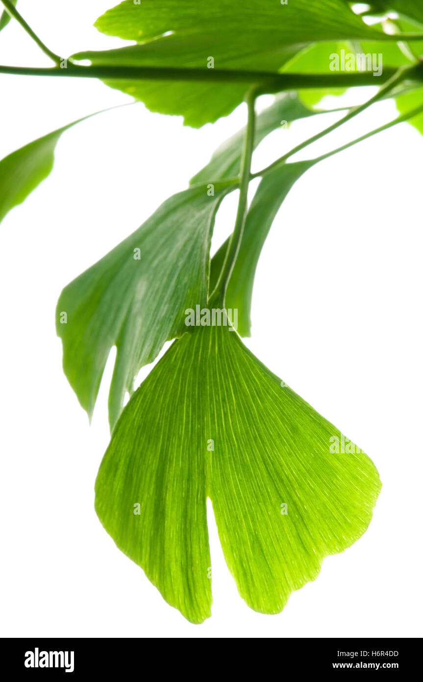 fiori piante Foto Stock