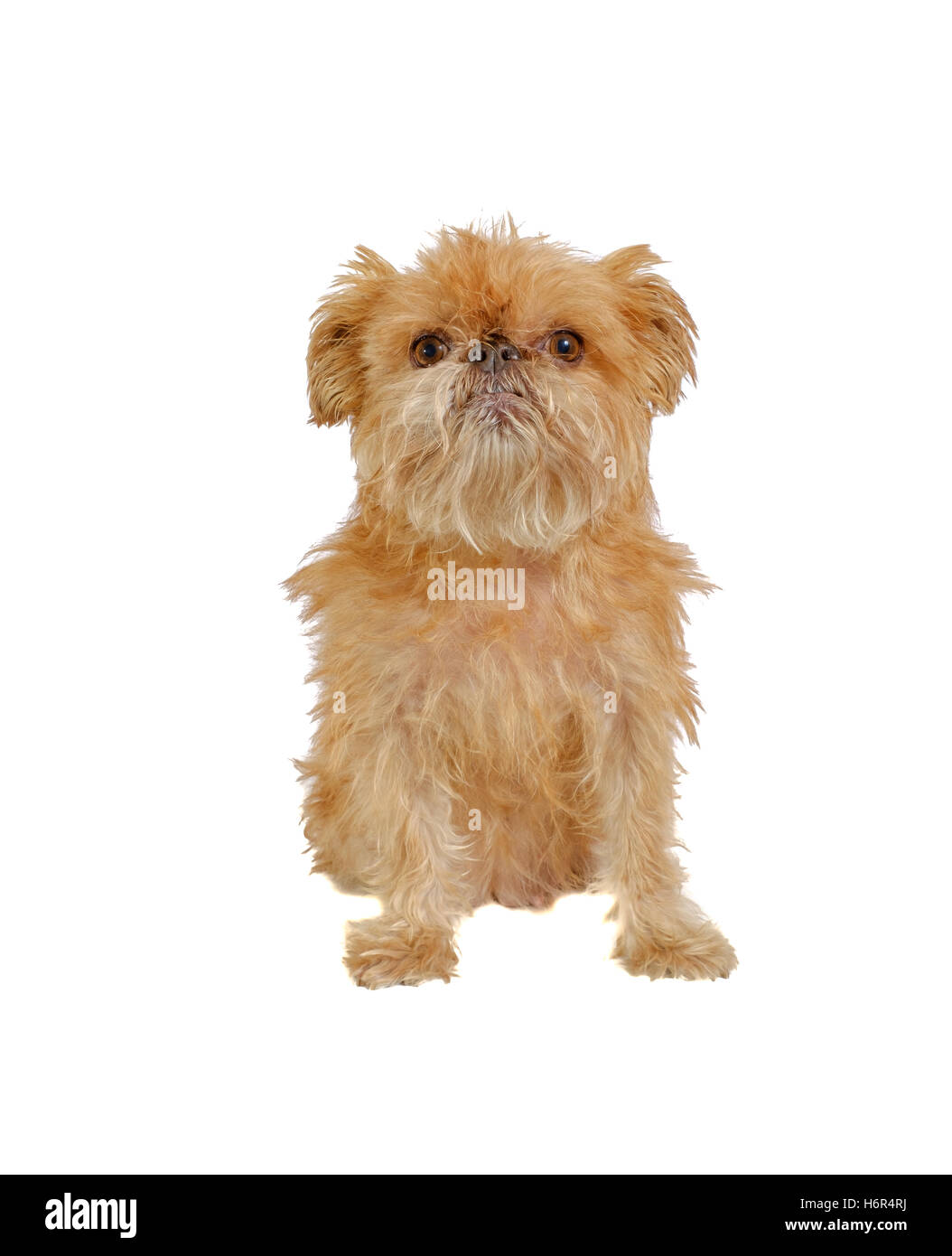 Shaggy Griffon Bruxellois dog sitter isolato Foto Stock