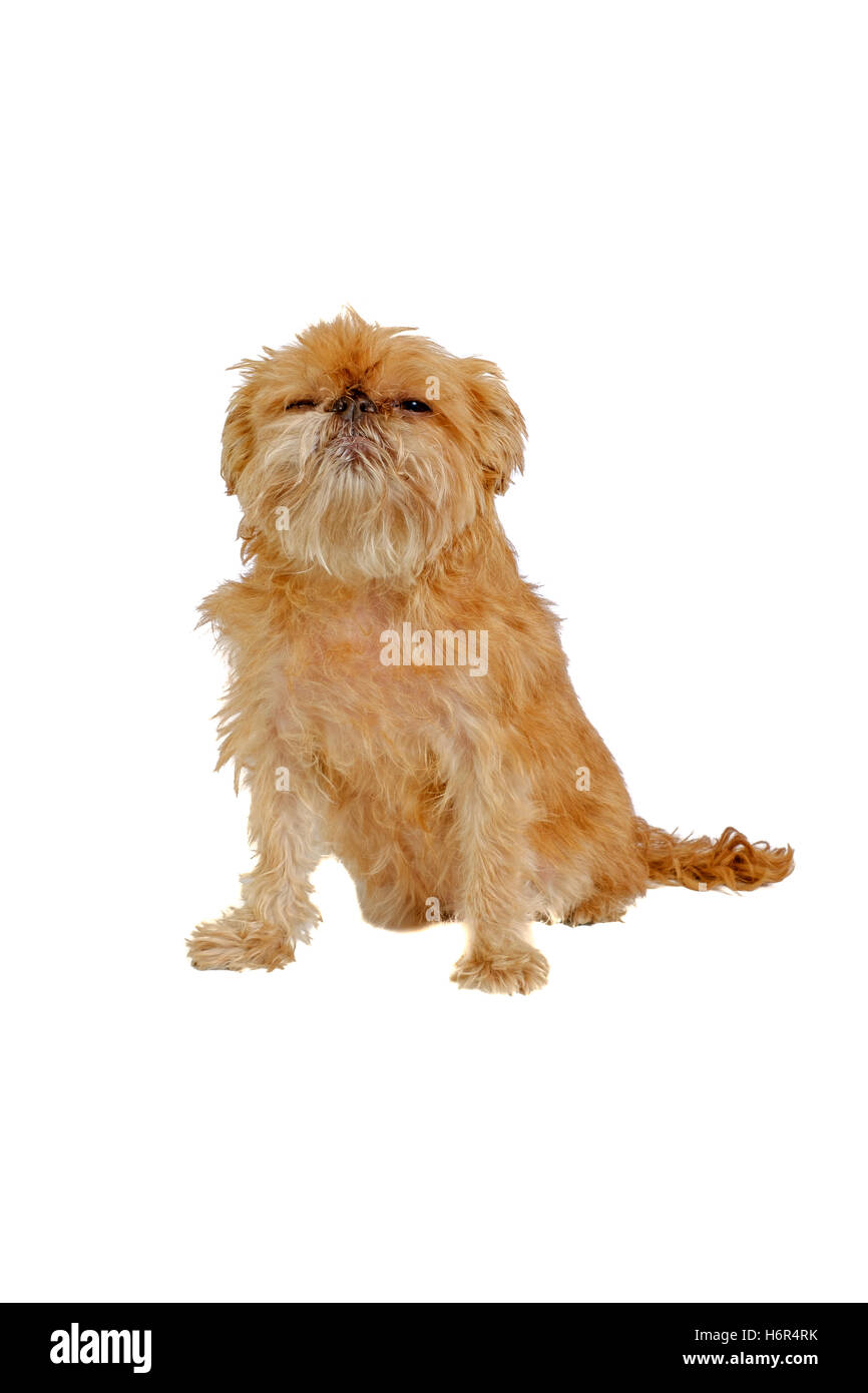 Shaggy Griffon Bruxellois dog sitter isolato Foto Stock