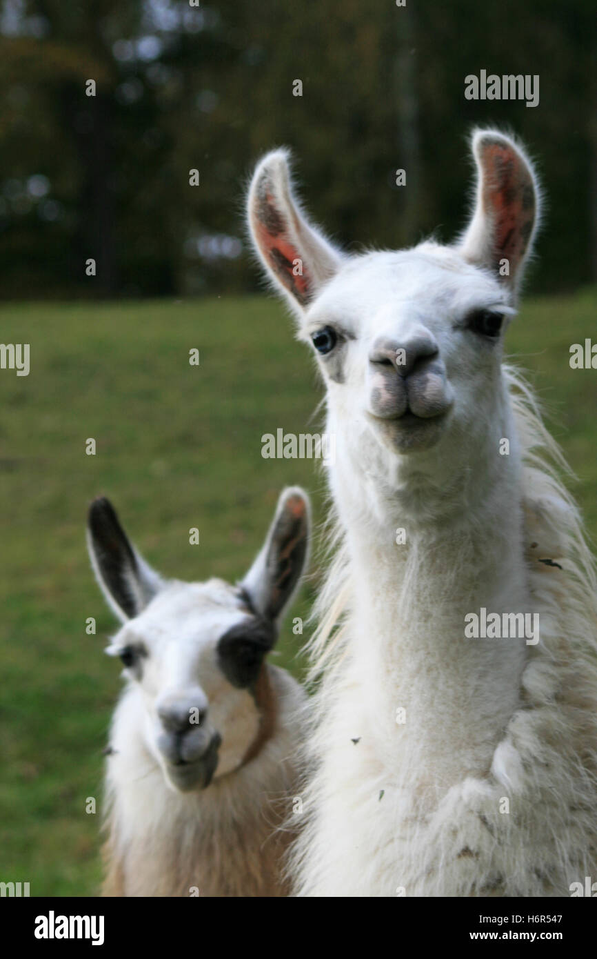 Lamas Foto Stock