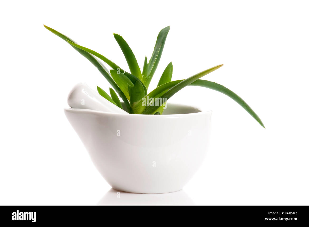 fiori piante Foto Stock