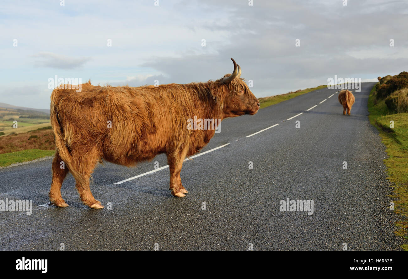 Un altopiano di mucca in piedi su una strada nel centro del parco nazionale di Dartmoor. Foto Stock