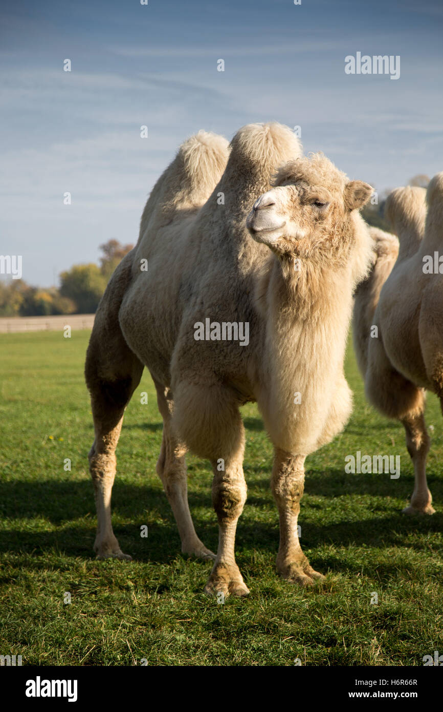 Camel in un campo di un'azienda nel Regno Unito Foto Stock