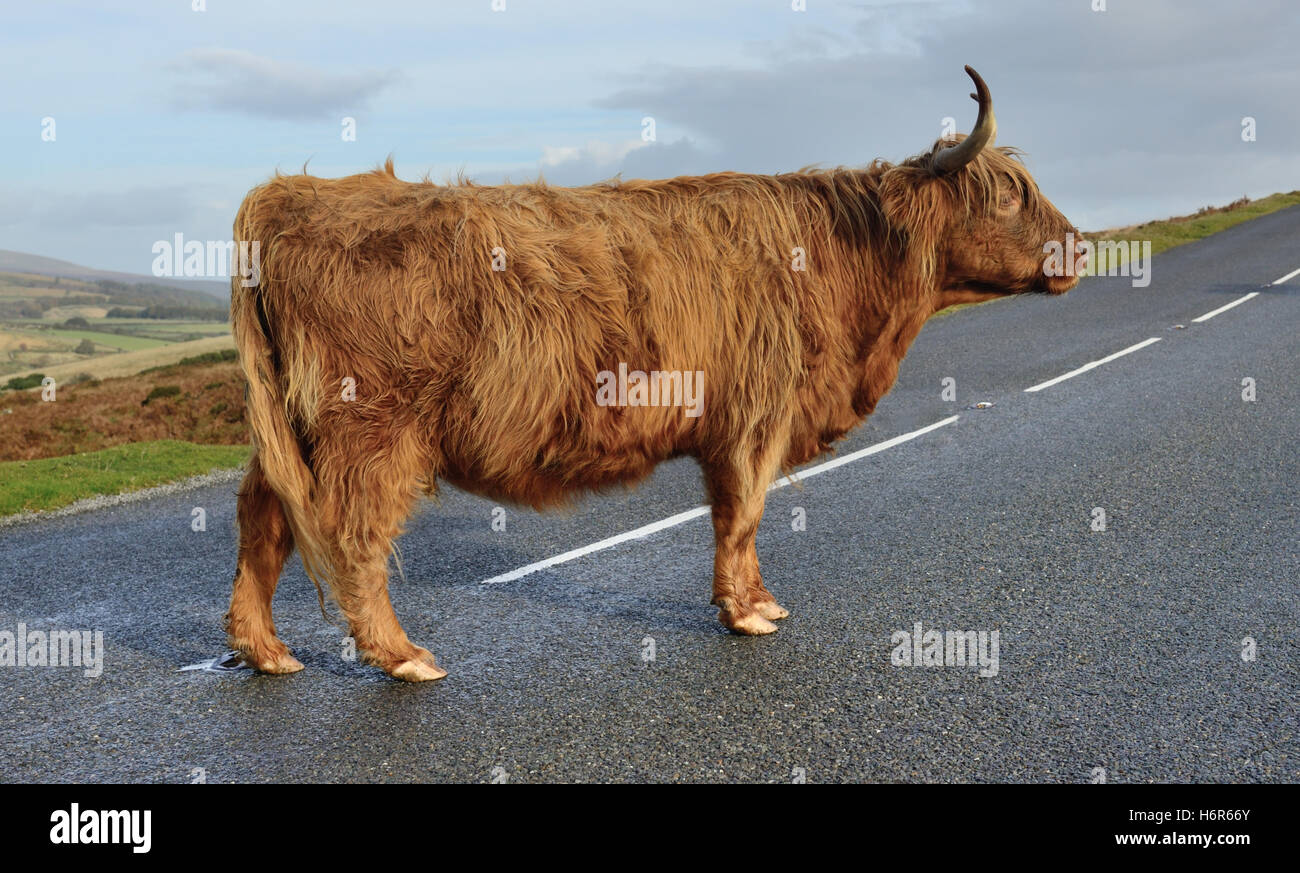 Un altopiano di mucca in piedi su una strada nel centro del parco nazionale di Dartmoor. Foto Stock