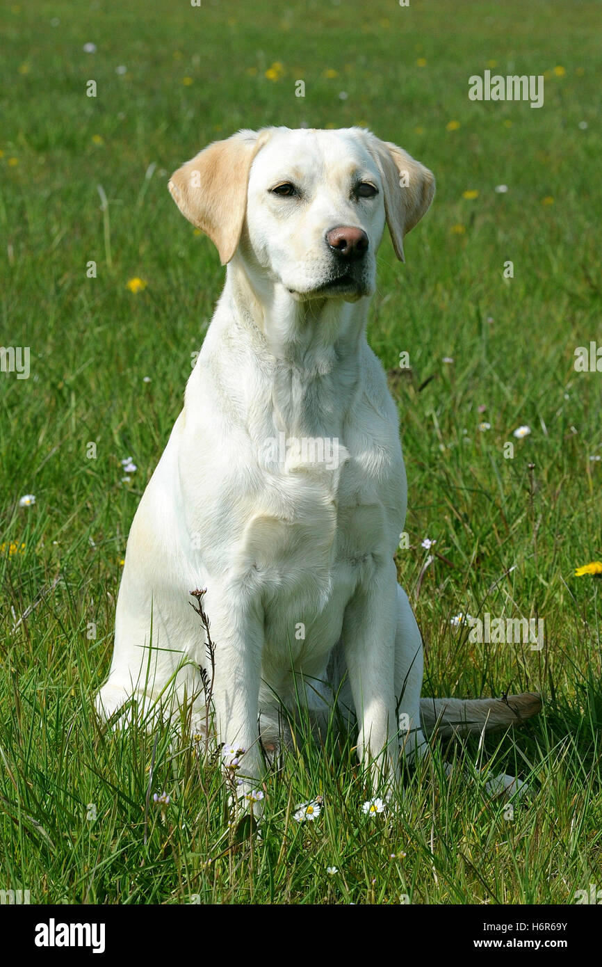 Il labrador retriever bionda Foto Stock