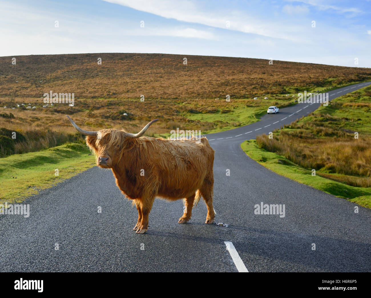 Un altopiano di mucca in piedi su una strada nel centro del parco nazionale di Dartmoor. Foto Stock