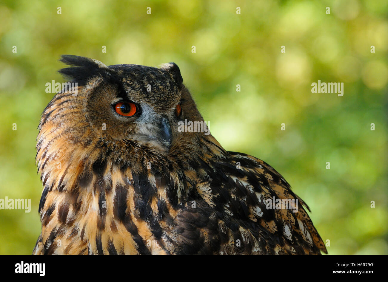 uccelli Foto Stock