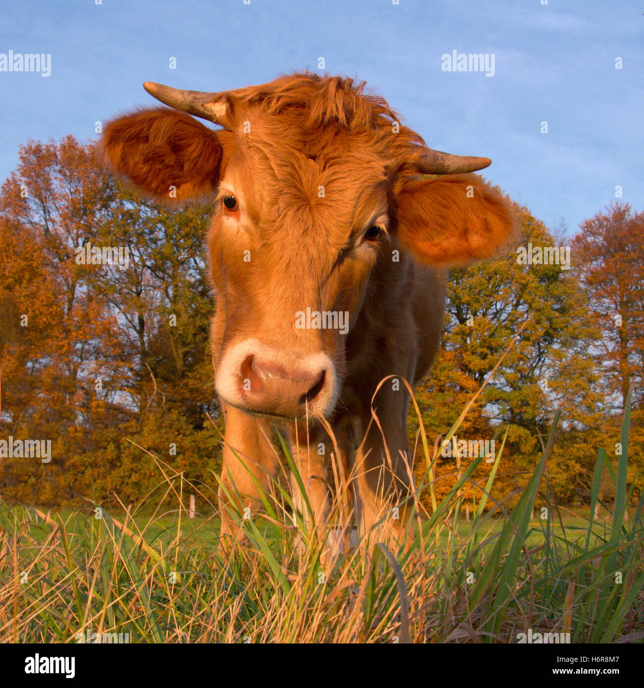 interessante! Foto Stock