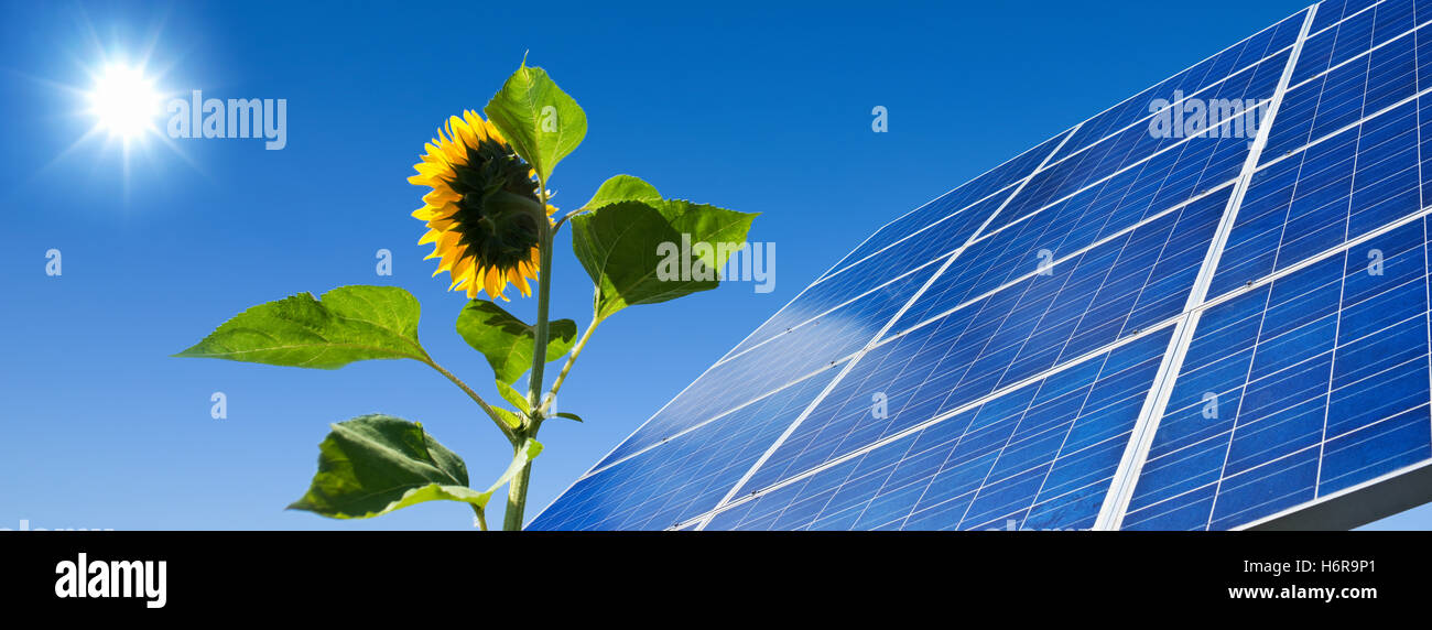 Solar,l'energia,alimentazione,pannello solare,sun,girasole,luce Foto Stock