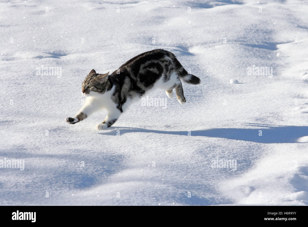 Il divertimento sulla neve Foto Stock