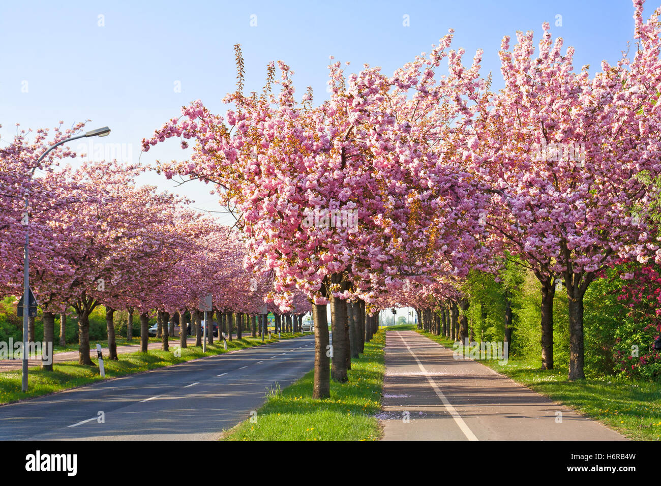 Bloom blossom fiorire fiorente struttura primavera fioriscono gli alberi fioriscono blossom fiorente primavera la fioritura dei ciliegi avenue rosa Foto Stock