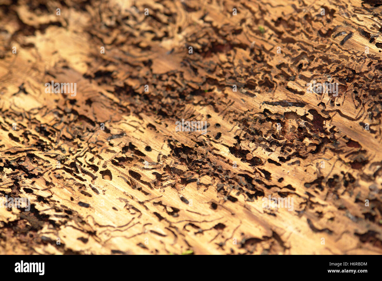 Corteccia holey bostrico format-riempimento animale forata insetto coleottero di legno di corteccia di controllo di peste holey foro modifica astratto Foto Stock